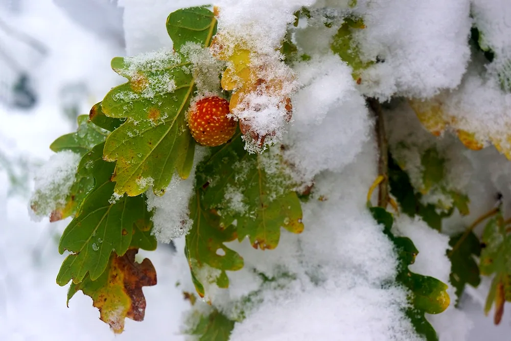 Late winter