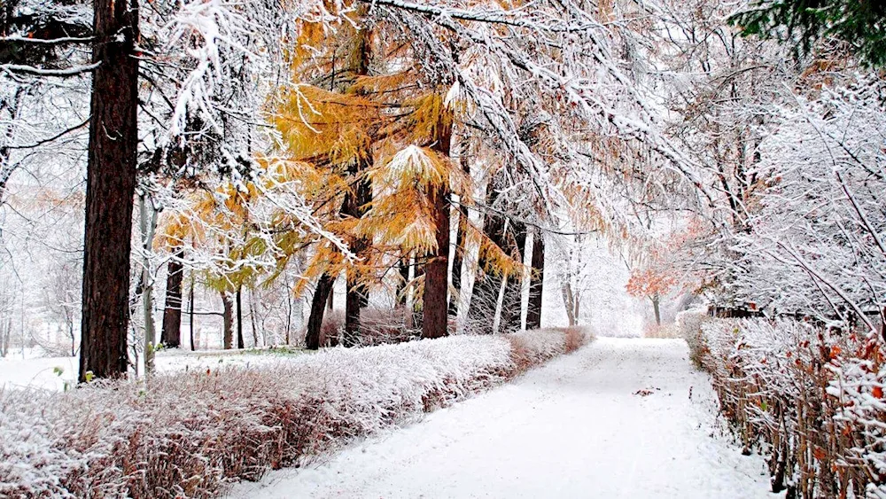Early winter