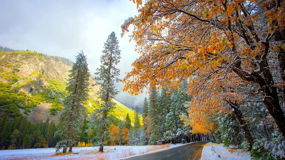 Early Winter
