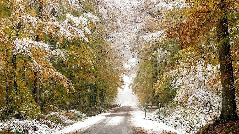 Early winter winter