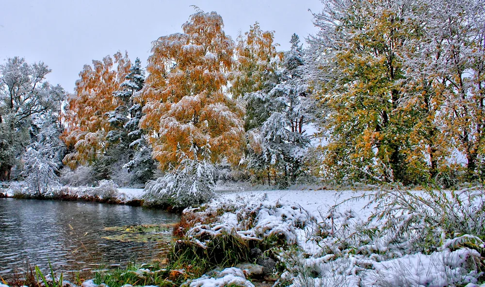 Autumn forest