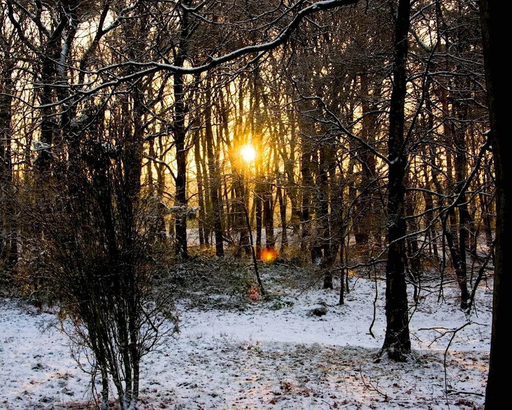 Early Winter in the forest