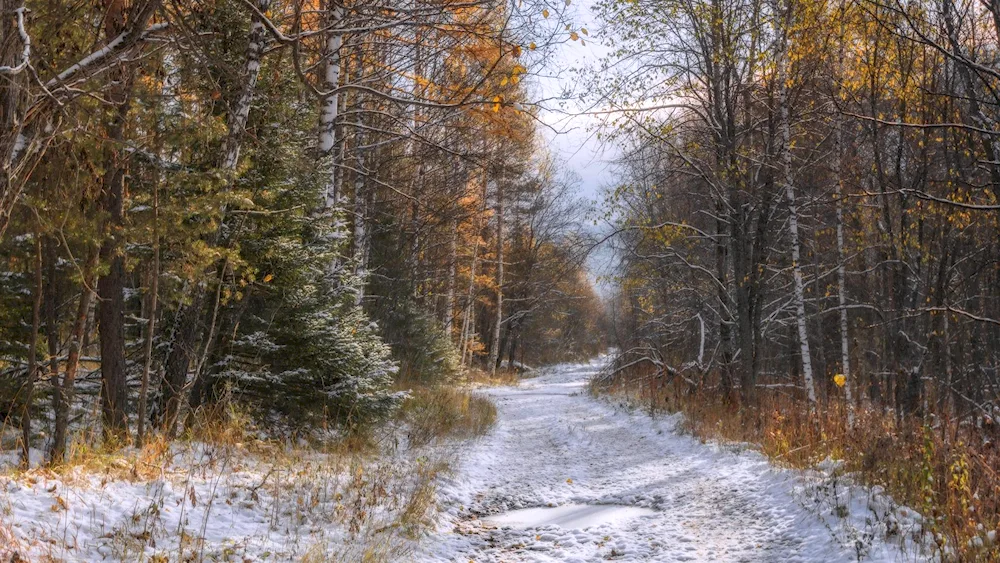 Alexandr Kitsenko winter in the forest