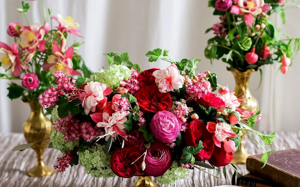 Ranunculus fuchsia