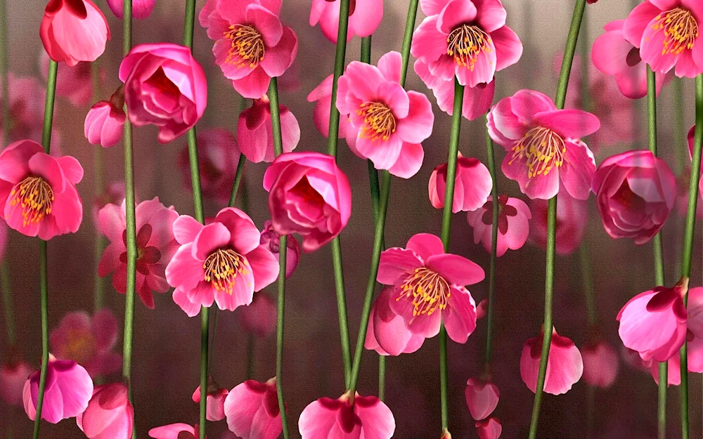 Ranunculus buttercup red