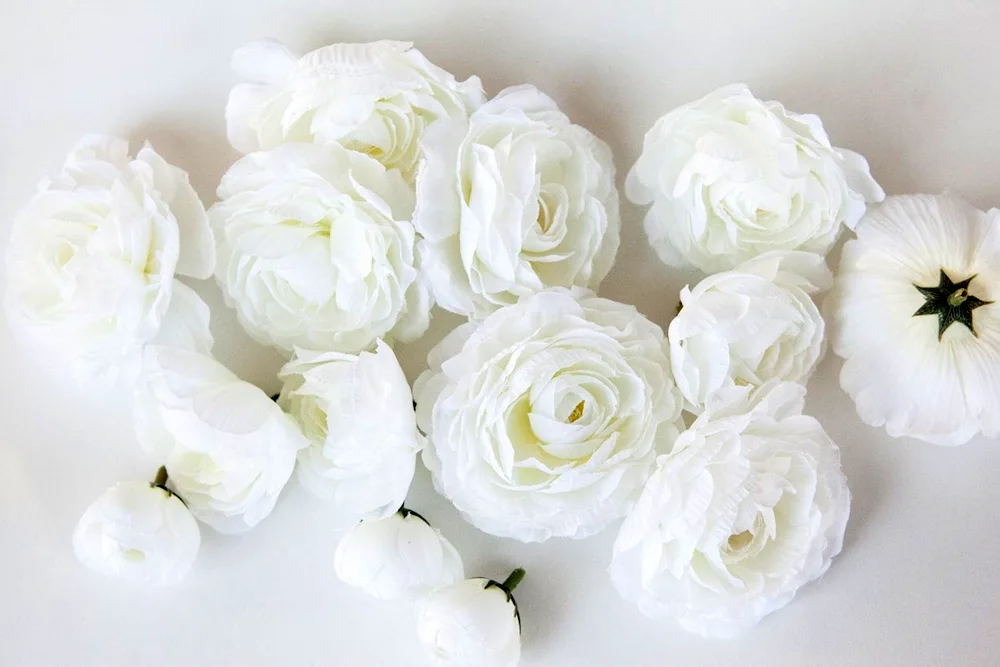 Ranunculus Buttercup White