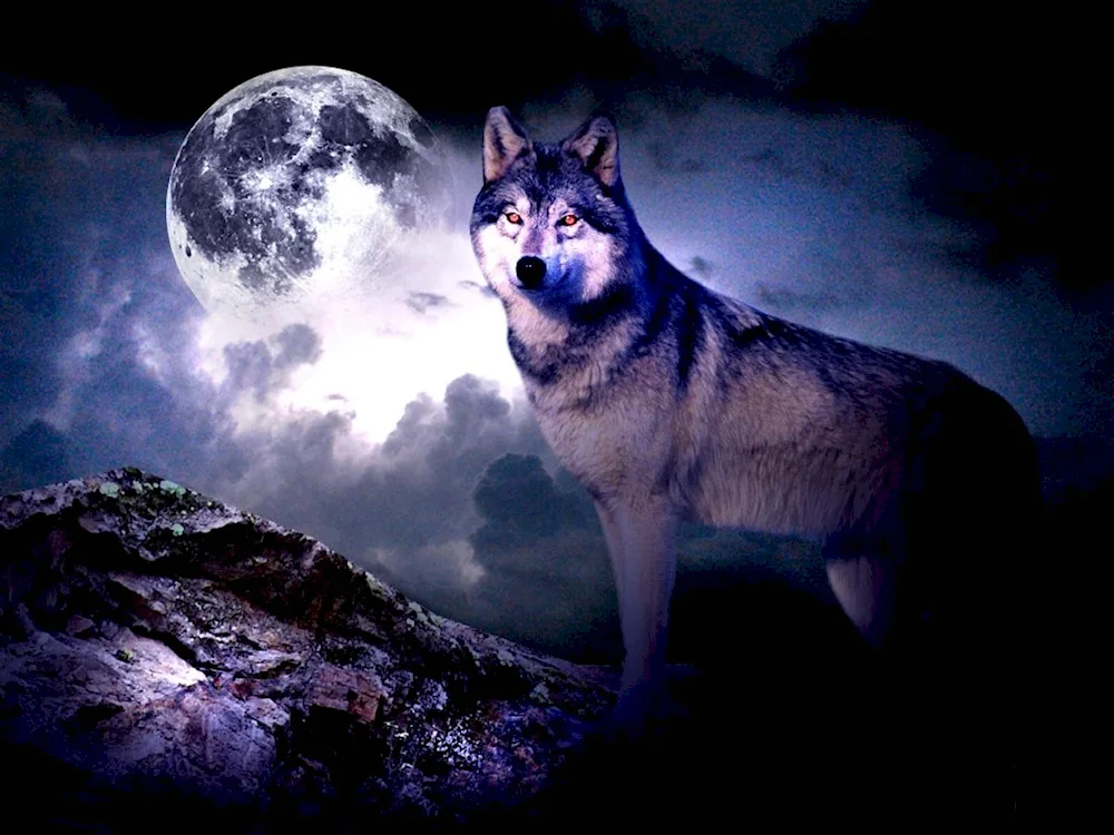 Wolf HD