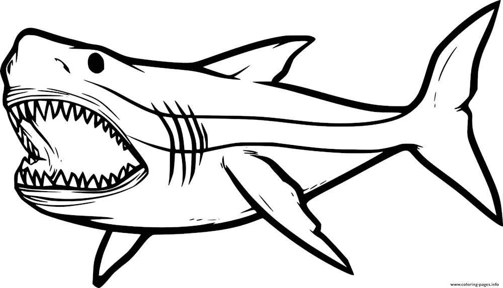 Shark colouring