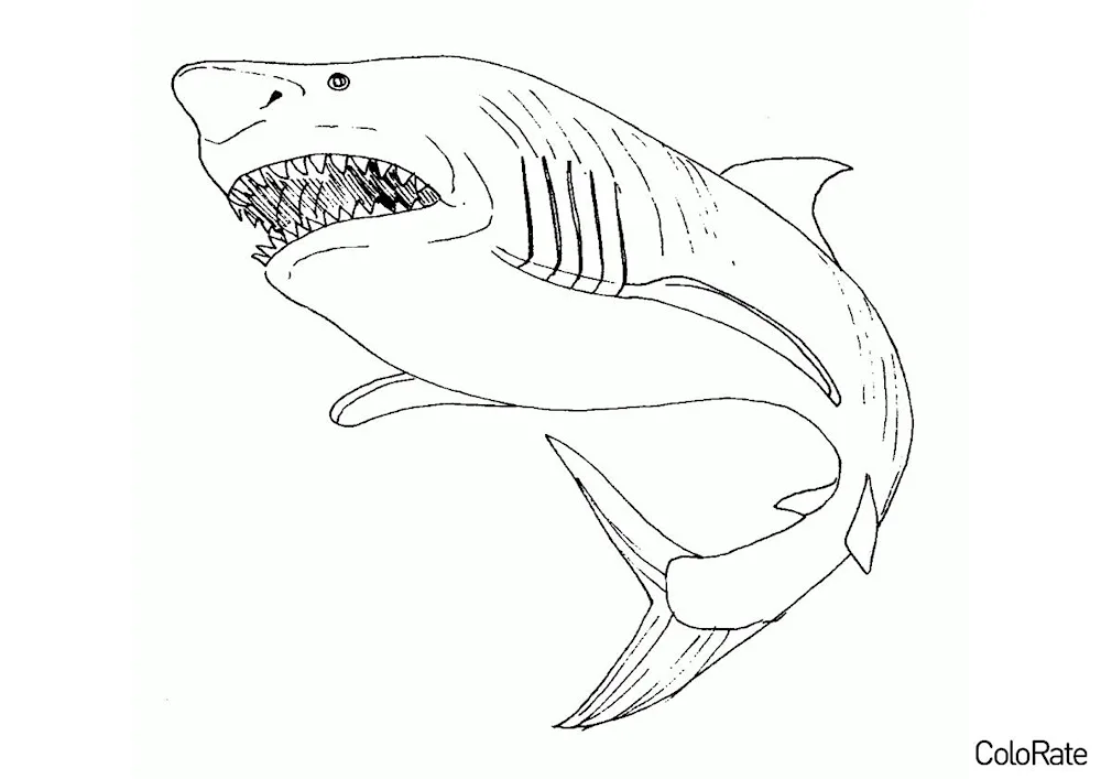 Shark colouring shark colouring for kids