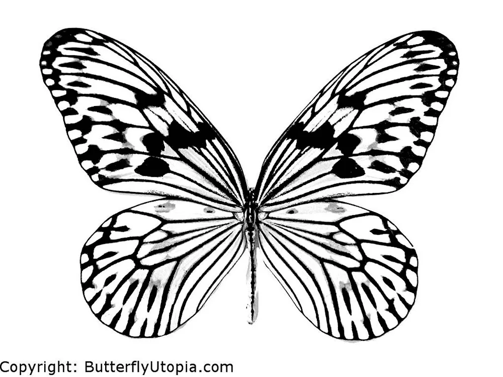 Butterfly pattern