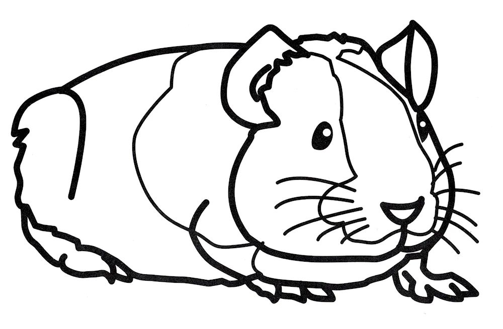 Hamster pencil drawing