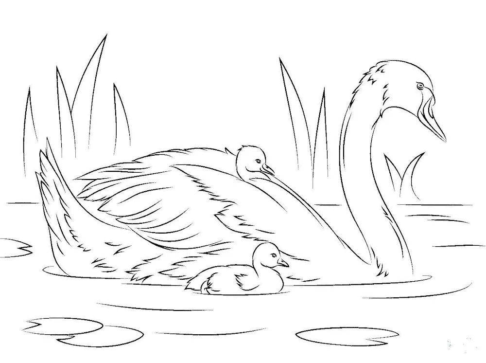 Mom's swan- Siberian swan