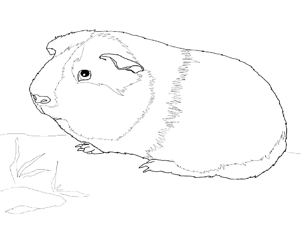 Jungarian hamsters