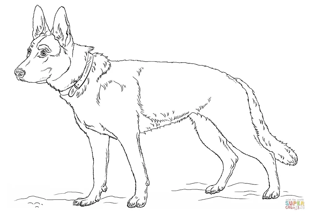 Shepherd pencil drawing