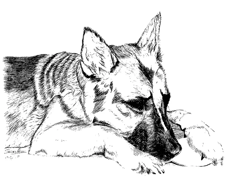 WeO Shepherd dog colouring