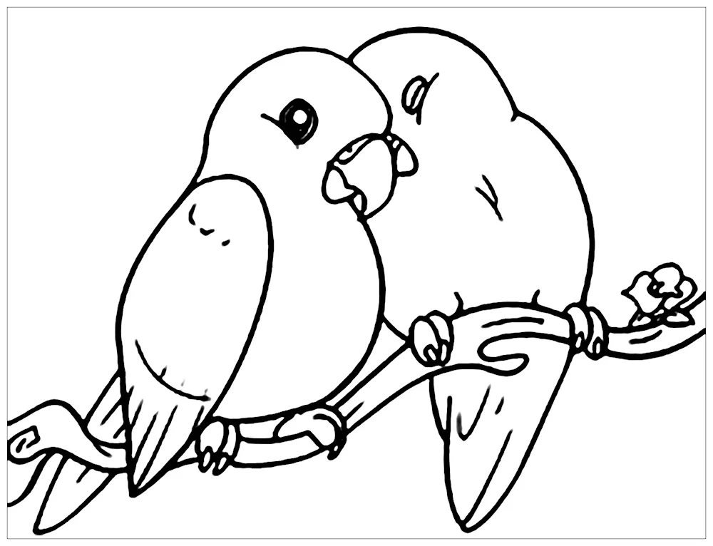 Migratory birds Swallow for kids