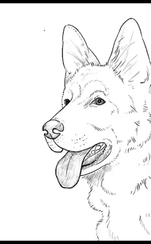 Shepherd dog colouring