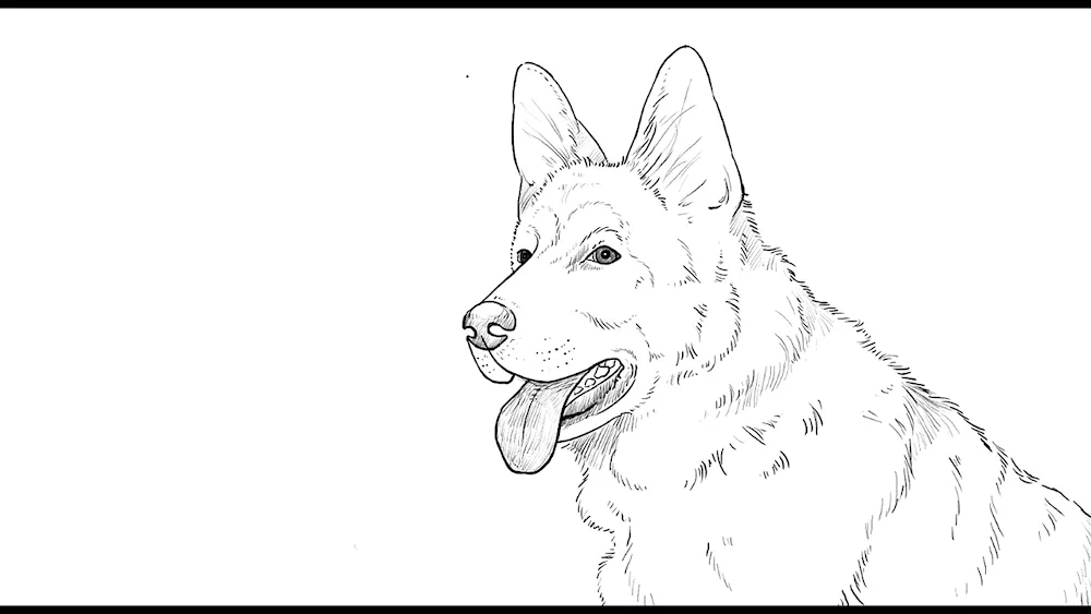 Shepherd dog colouring