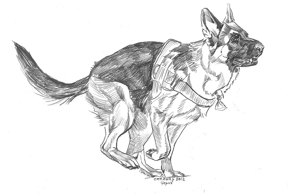 Shepherd dog colouring