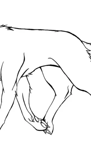 Wolf colouring