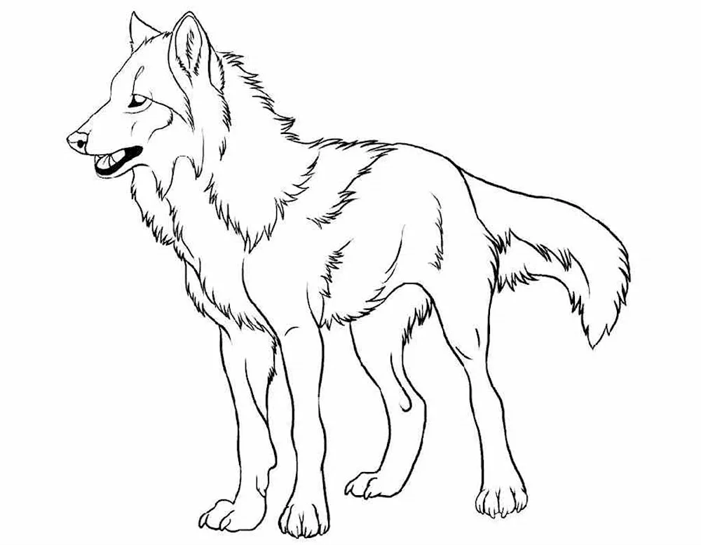 Colouring wolf