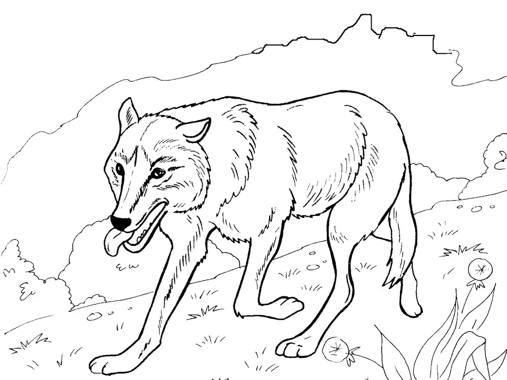 Colouring a wolf