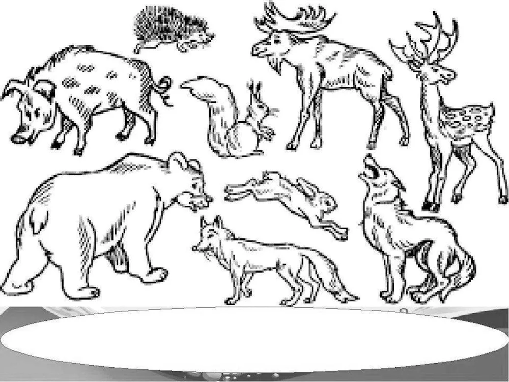 Animal colouring of the forest