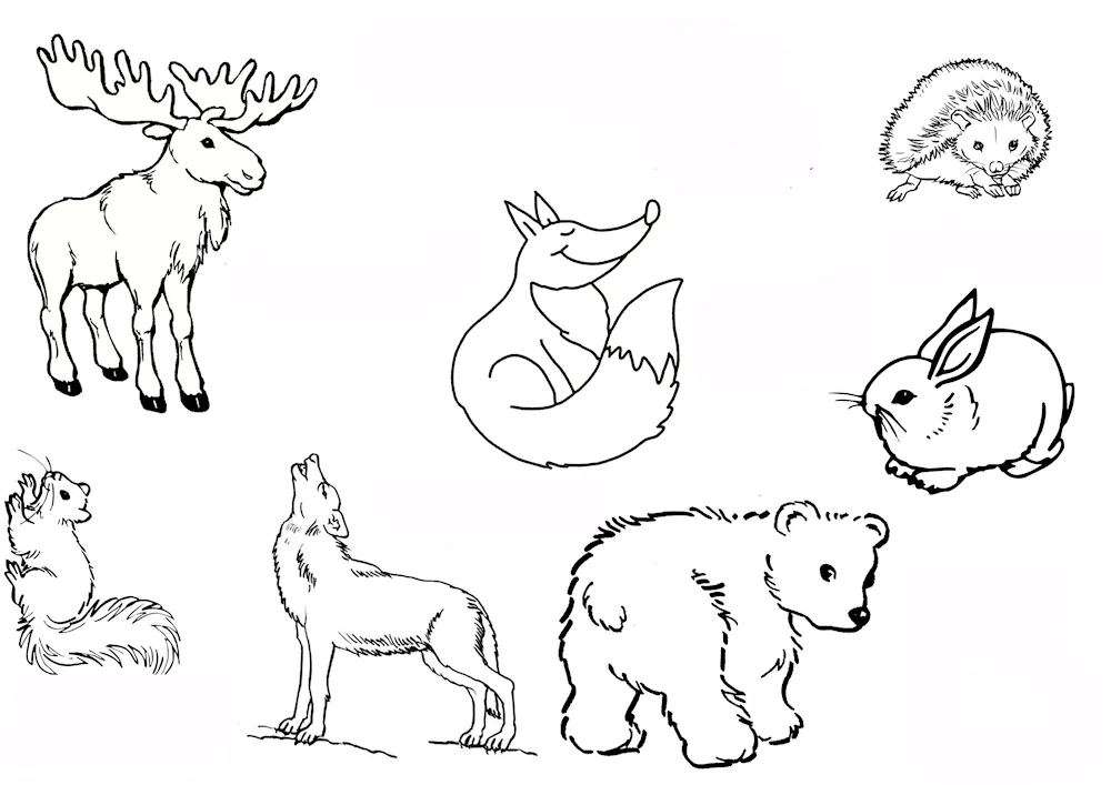 Animal colouring books for children