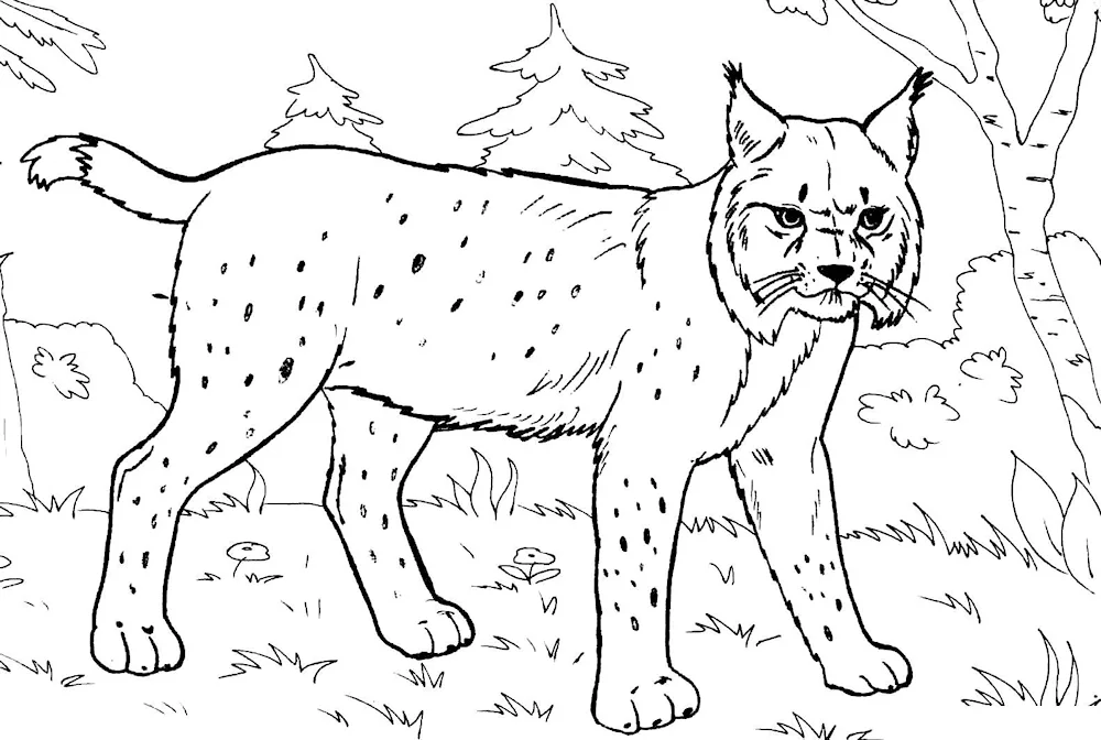 Rynx drawing