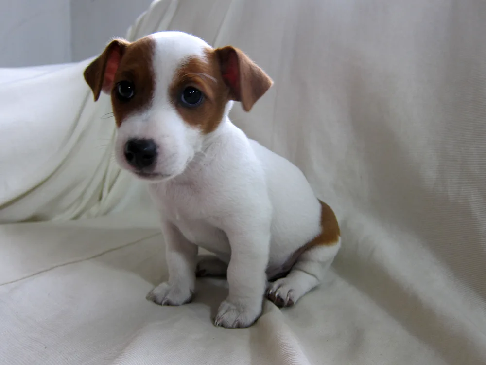 Jack Russell Terrier smooth-haired