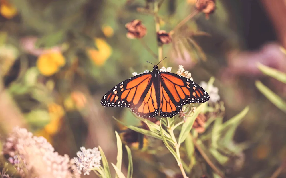 Girl butterfly