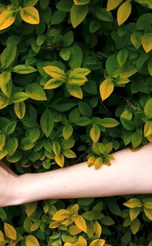 Plant in hand