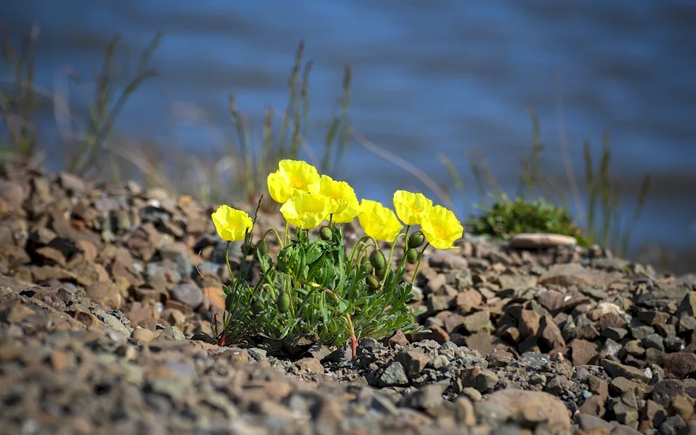 Plants of the Arctic Buttercup Arctic