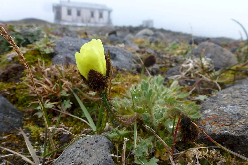 Plants of the Arctic Arctic Polar Mac stonefly