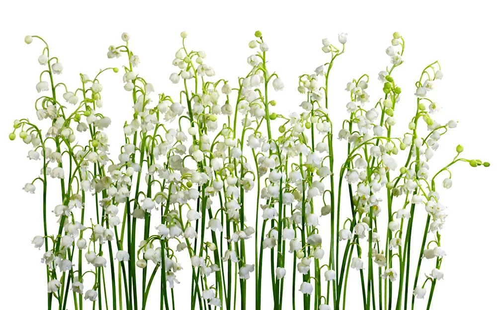 Plants on a transparent background