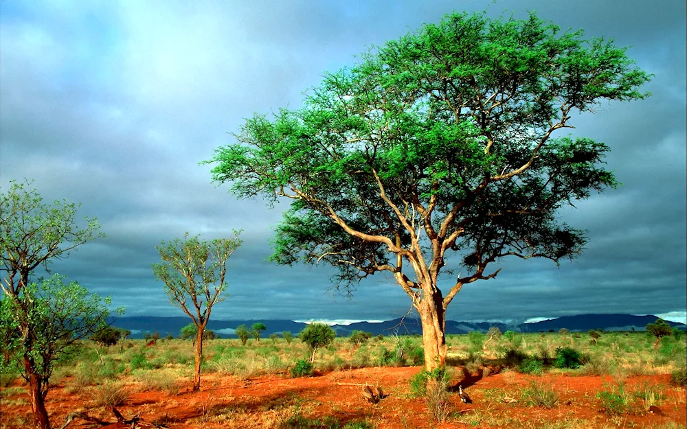 Savannahs of Africa