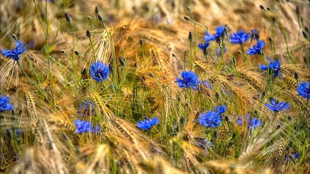 Plants of the steppe Cornflower blue