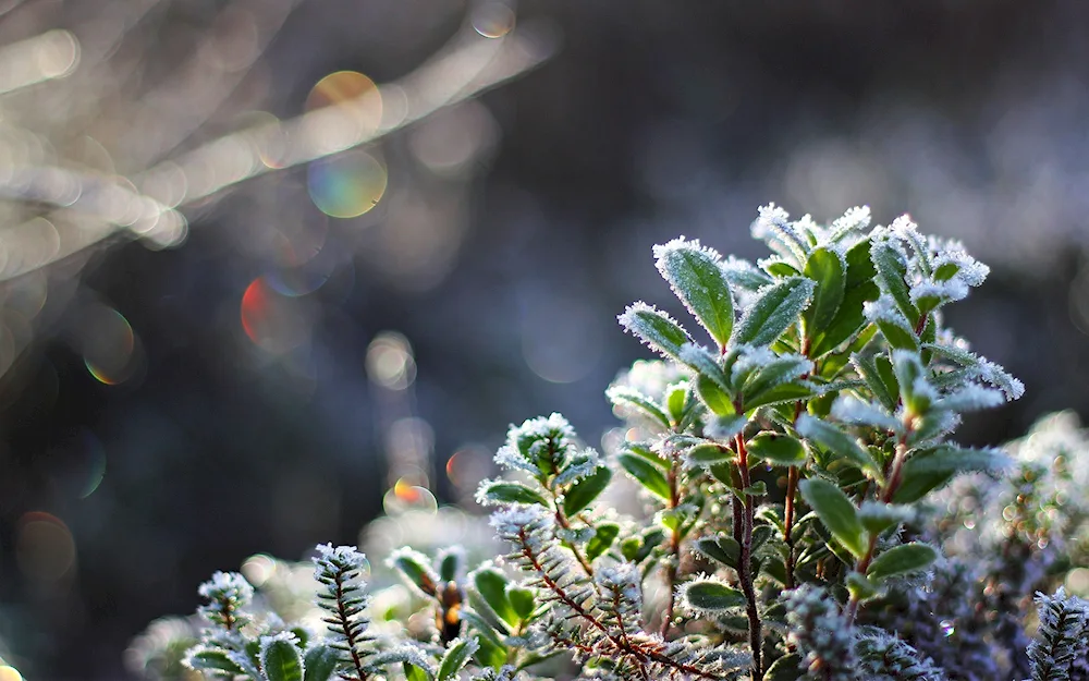 Plants in snow