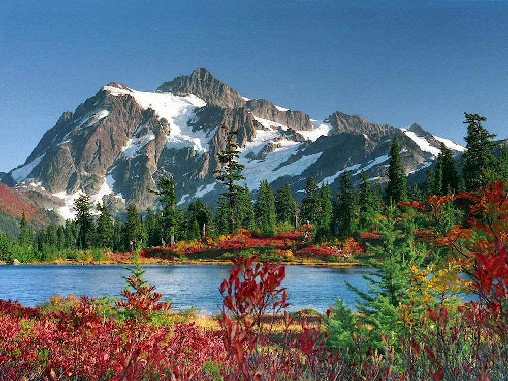 The vegetation of the Cordilleras of North America