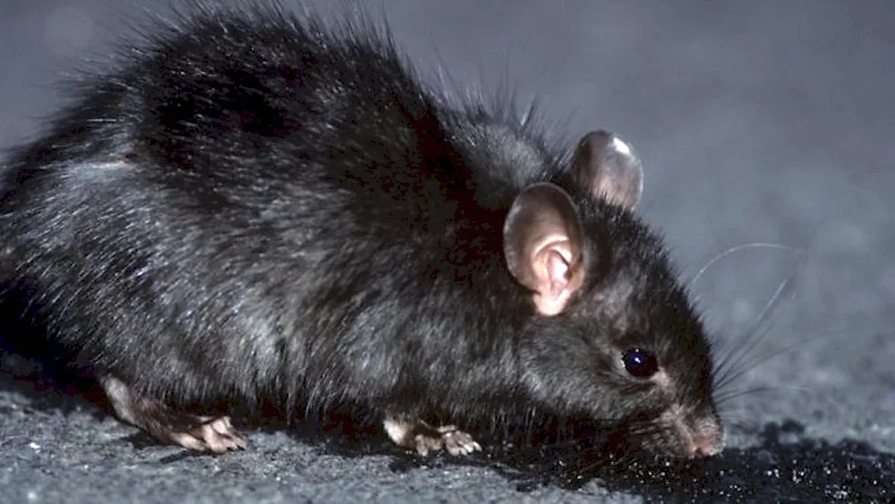 Rattus Rattus black rat