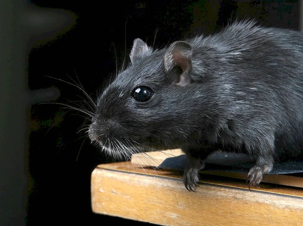 Rat