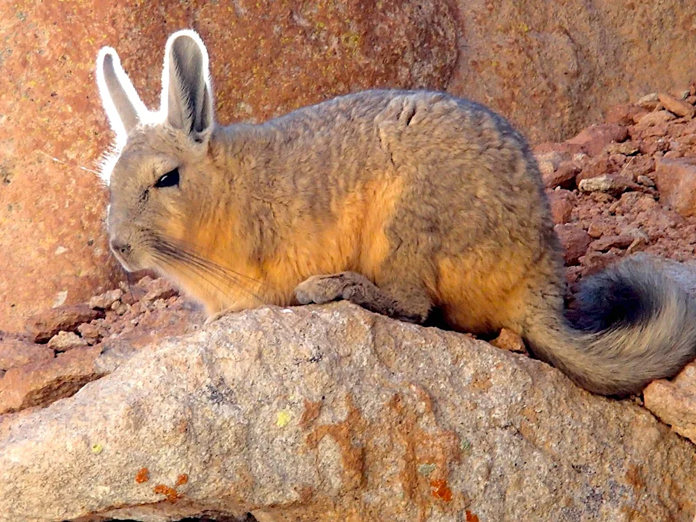 Plains vizcacha