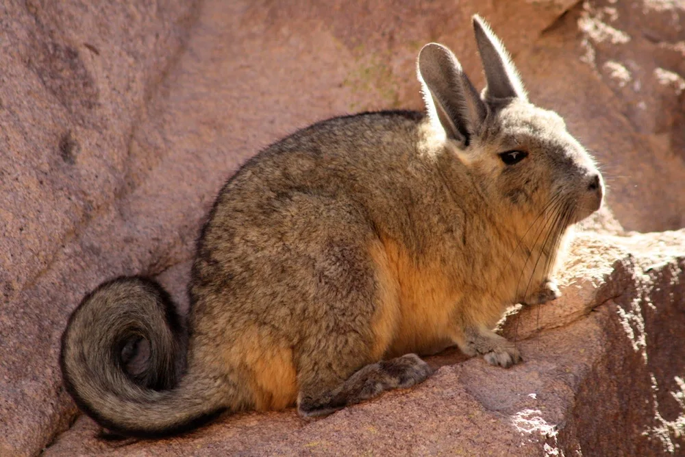 Plain vizcacha