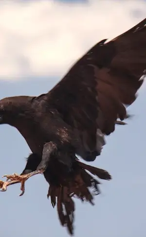 Crow's wingspan