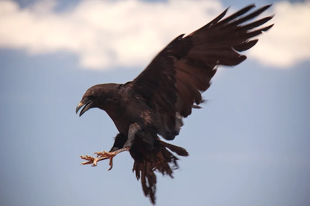 Crow's wingspan