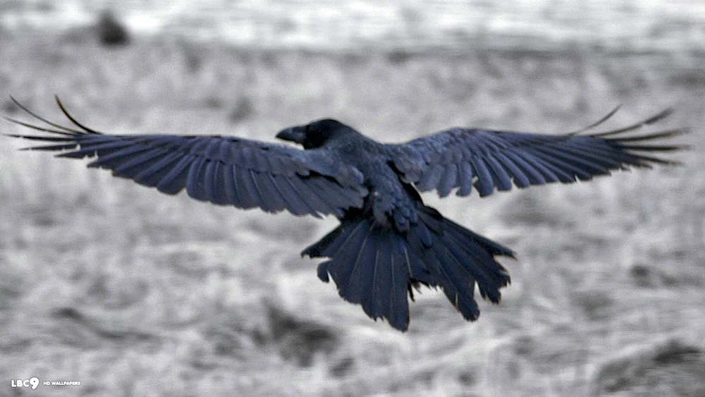 Crow in flight