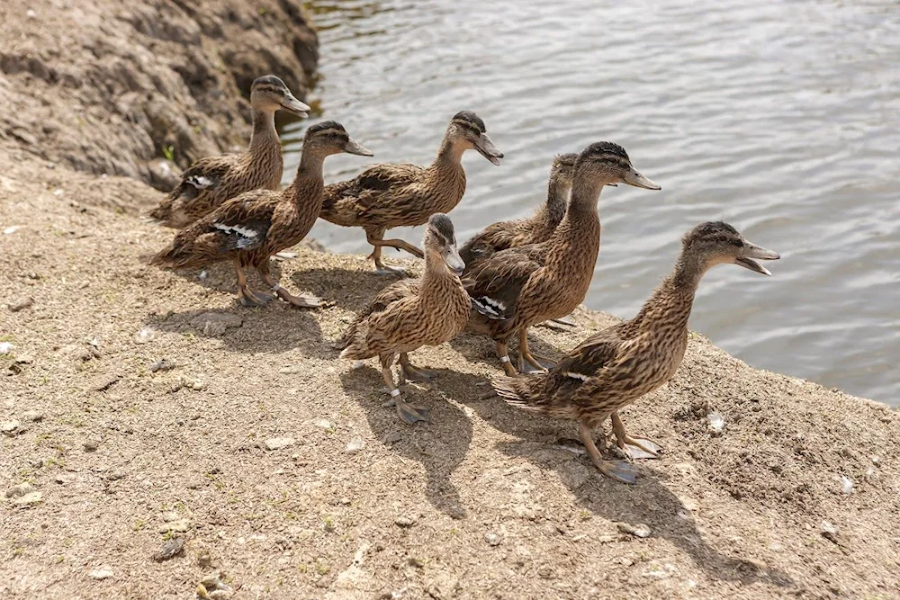 Waterfowl breeding