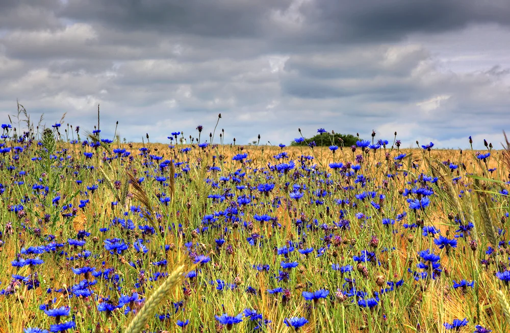 Rye grass field Crimea