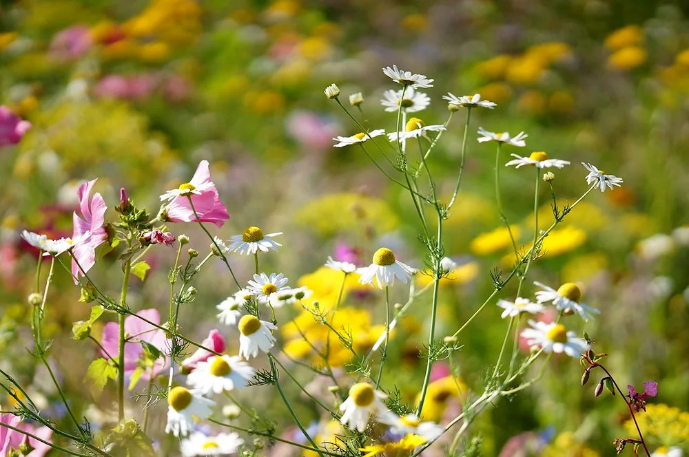 Field flowers