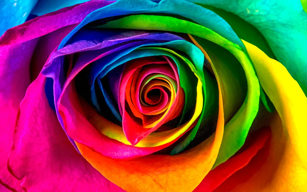 Dutch rainbow rose